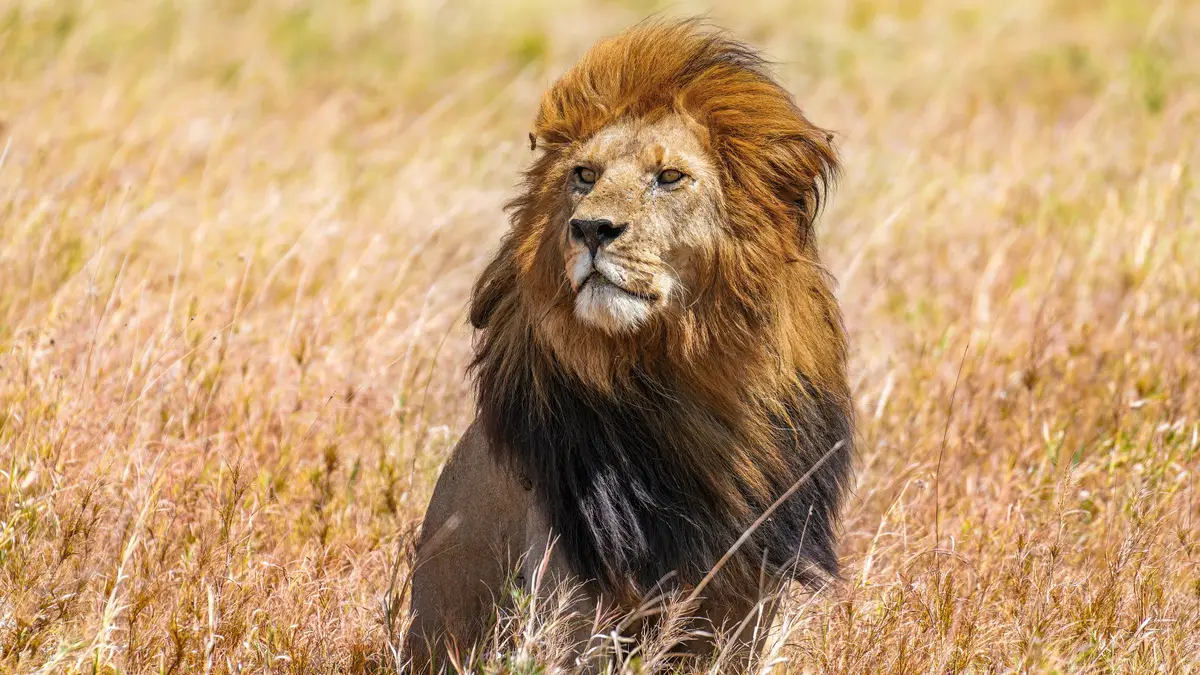 León